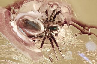 Enormous Detailed Fossil Spider and Gall Midge in Amber #362681