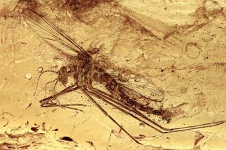 Rare Fossil Phantom Midge (Chaoborus) In Baltic Amber #362703