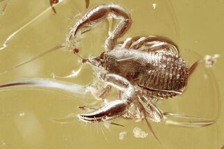 Detailed Fossil Pseudoscorpion (Pseudoscorpiones) In Baltic Amber #362709