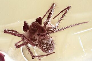 Detailed Fossil Spider (Acrometa) In Baltic Amber #362725