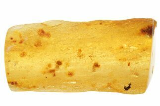 Polished Colombian Copal ( g) - Contains Flies and Wasp! #355431