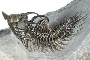 Four Gerastos Trilobite Fossils With Cyphaspis - Morocco (#356906