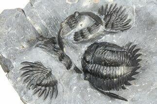 Uncommon Mrakibina Trilobite With Partials - Mrakib, Morocco #362823
