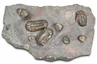 Cluster Of Colorful Austerops Trilobites - Jorf Morocco #362873