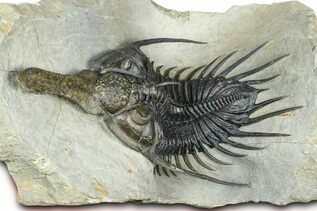 Premium Specimens For Sale