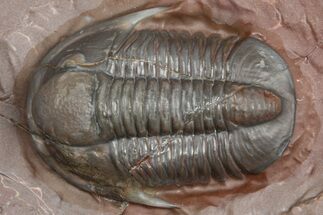 Colorful Proetid Trilobite - Jorf, Morocco #362846