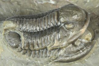 Inflated Proetid Trilobites - Jorf, Morocco #362853