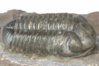 Colorful Austerops Trilobite Fossil - Jorf, Morocco #362855