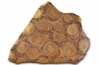 Polished Stromatolite (Jurusania) From Russia - Million Years #362934