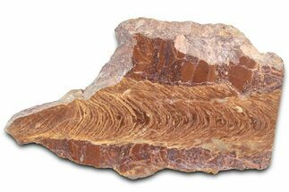 Polished Stromatolite (Jurusania) From Russia - Million Years #362935
