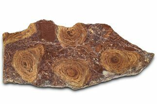 Polished Stromatolite (Jurusania) From Russia - Million Years #362936