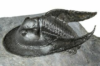 Gorgeous Scotoharpes Trilobite - Boudib, Morocco #363007