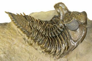 Spiny, Tower Eyed Erbenochile Trilobite - Morocco #363020