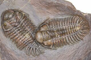 Premium Specimens For Sale