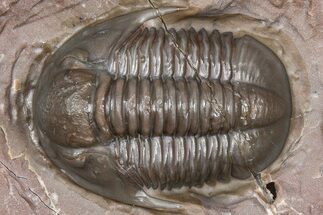 Inflated Proetid Trilobite - Jorf, Morocco #362851