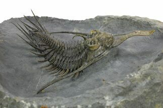 Spiny Psychopyge Trilobite - Top Quality Specimen #363026