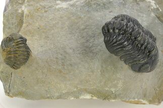 Austerops Trilobite With Gerastos - Ofaten, Morocco #363028