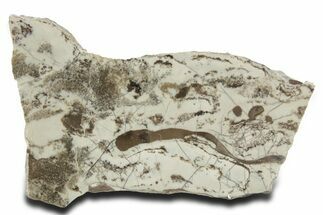 Polished Precambrian Stromatolite Slab - Siberia #363039