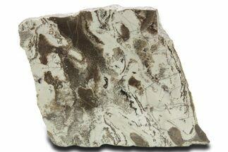 Polished Precambrian Stromatolite Slab - Siberia #363040