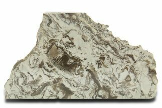 Polished Precambrian Stromatolite Slab - Siberia #363042