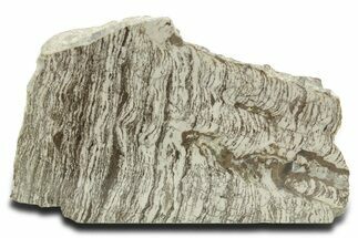 Polished Precambrian Stromatolite Section - Siberia #363045