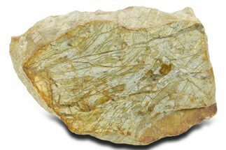 Polished Cambrian Stromatolite Fossil - Czech Republic #363064