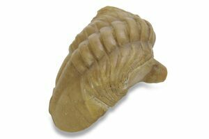 Asaphus lepidurus (#457) For Sale - FossilEra.com