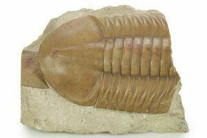 3D Asaphus Lepidurus Trilobite (2.88 Inches) (#461) For Sale