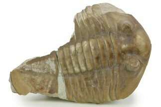 Bargain, Fossil Subasaphus Laticaudatus Trilobite - Russia #363105