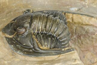 Diademaproetus Trilobite - Foum Zguid, Morocco #363112