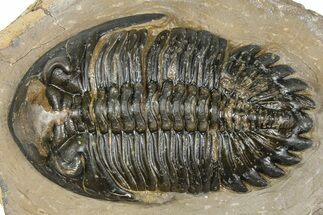 Detailed Hollardops Trilobite - Foum Zguid, Morocco #363117
