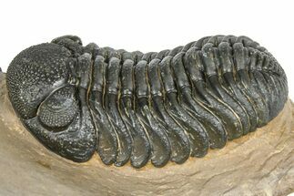 Detailed Phacopid (Morocops) Trilobite - Foum Zguid, Morocco #363139