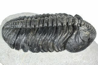Huge Phacopid (Drotops) Trilobite - Issoumour, Morocco #363237