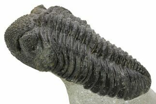 Huge Phacopid (Drotops) Trilobite - Issoumour, Morocco #363269