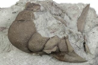 Bargain, Partial Lichid (Metopolichas) Trilobite - Russia #363156