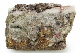 Devonian Petrified Wood (Callixylon) Section - Oldest True Wood #363332