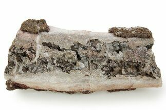 Devonian Petrified Wood (Callixylon) Section - Oldest True Wood #363336