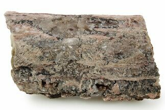 Devonian Petrified Wood (Callixylon) Section - Oldest True Wood #363338
