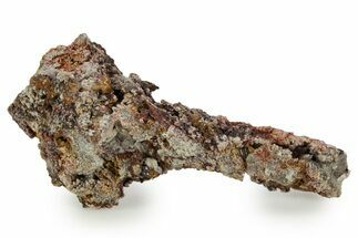 Devonian Petrified Wood (Callixylon) Section - Oldest True Wood #363345