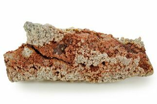 Devonian Petrified Wood (Callixylon) Section - Oldest True Wood #363349
