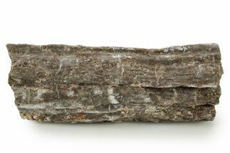 Devonian Petrified Wood (Callixylon) Section - Oldest True Wood #363357