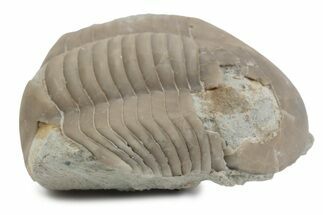 Bargain, Illaenus Laticlavius Trilobite Fossil - Russia #363192