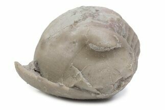 Bargain, Enrolled Illaenus Plautini Trilobite Fossil - Russia #363194