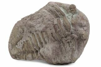 Bargain, Fossil Asaphus Expansus Trilobite - Russia #363196
