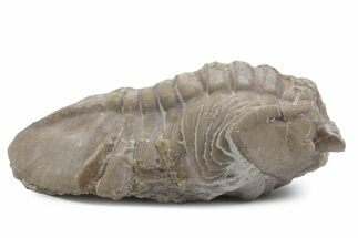 Bargain, Asaphus Ingrianus Trilobite - Russia #363205