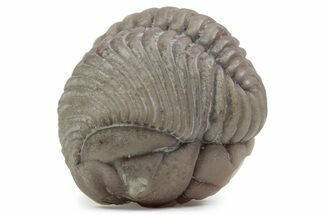 Bargain, Partial Pliomera Fischeri Trilobite - Russia #363229