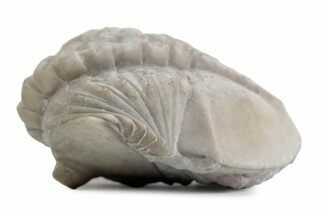 Bargain, Partially Enrolled Asaphus Trilobite - Russia #363242