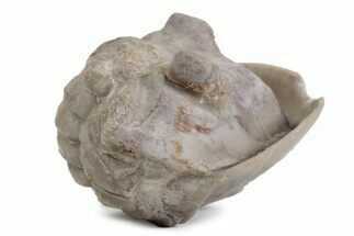 Bargain, Enrolled Asaphus Trilobite - Russia #363243