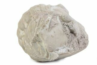 Bargain, Enrolled Asaphus Trilobite - Russia #363250