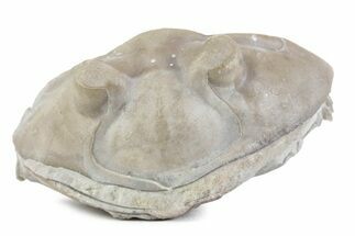 Bargain, Enrolled Asaphus Trilobite - Russia #363252